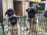 Son 3 Dişi Krem Pug Bebekler