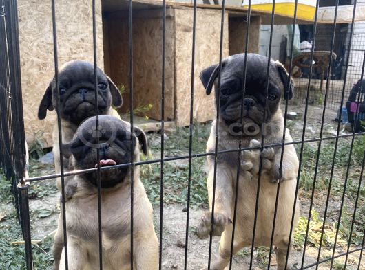 Son 3 Dişi Krem Pug Bebekler görsel