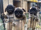 Son 3 Dişi Krem Pug Bebekler