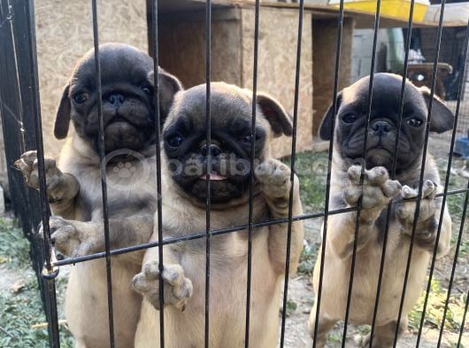 Son 3 Dişi Krem Pug Bebekler