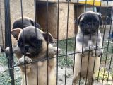 Son 3 Dişi Krem Pug Bebekler