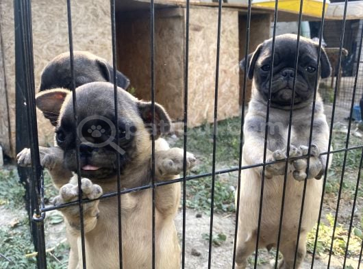Son 3 Dişi Krem Pug Bebekler görsel