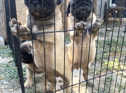 Son 3 Dişi Krem Pug Bebekler görsel