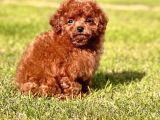 Ruhsatli Akademi̇den En Küçük Boy Poodle Yavrularimiz