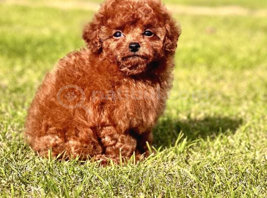 Ruhsatli Akademi̇den En Küçük Boy Poodle Yavrularimiz görsel