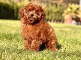 Ruhsatli Akademi̇den En Küçük Boy Poodle Yavrularimiz