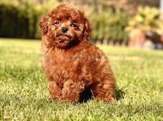 Ruhsatli Akademi̇den En Küçük Boy Poodle Yavrularimiz görsel