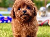 Ruhsatli Akademi̇den En Küçük Boy Poodle Yavrularimiz