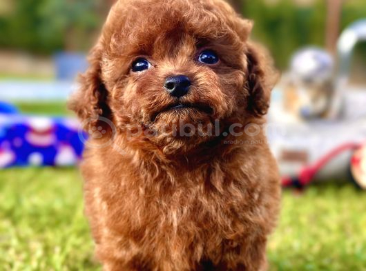 Ruhsatli Akademi̇den En Küçük Boy Poodle Yavrularimiz