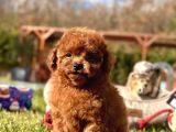 Ruhsatli Akademi̇den En Küçük Boy Poodle Yavrularimiz