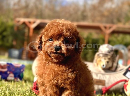 Ruhsatli Akademi̇den En Küçük Boy Poodle Yavrularimiz görsel