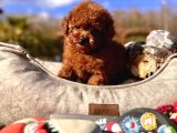 Ruhsatli Akademi̇den En Küçük Boy Poodle Yavrularimiz