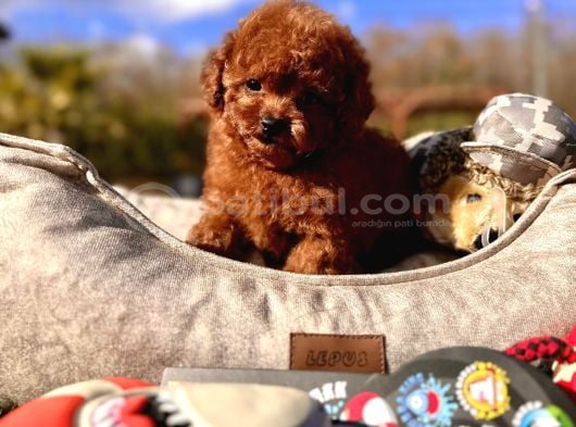 Ruhsatli Akademi̇den En Küçük Boy Poodle Yavrularimiz görsel