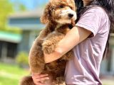Labradoodle Yavrularimiz İle Si̇zlerleyi̇z