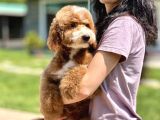 Labradoodle Yavrularimiz İle Si̇zlerleyi̇z