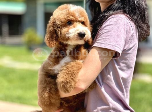Labradoodle Yavrularimiz İle Si̇zlerleyi̇z