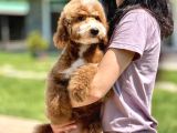 Labradoodle Yavrularimiz İle Si̇zlerleyi̇z