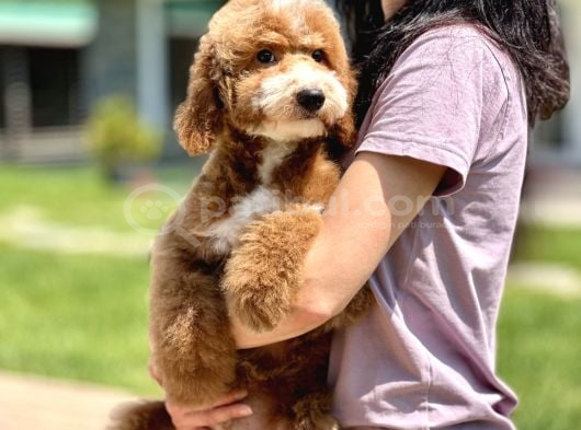 Labradoodle Yavrularimiz İle Si̇zlerleyi̇z görsel