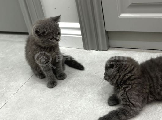 Kaliteli Ev Ortamında Yetişmiş Bebekler görsel