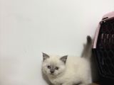 British Blue Point Dişi Yavrularımız