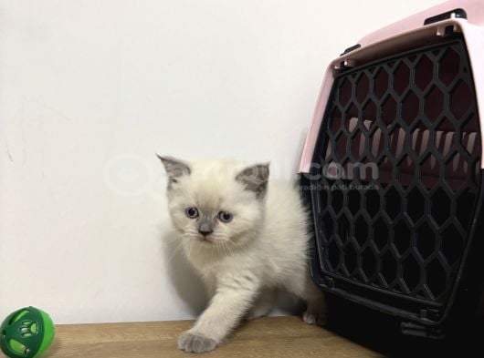 British blue point dişi yavrularımız