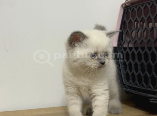 British Blue Point Dişi Yavrularımız görsel