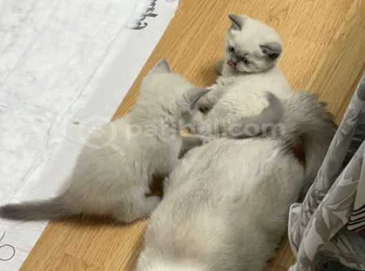 British Blue Point Dişi Yavrularımız görsel
