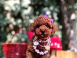 Red Brown Mini Poodle Bebekler