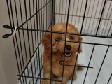3 Aylik Toy Poodle Di̇şi̇