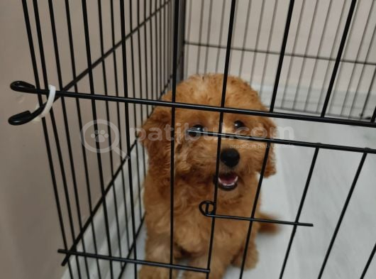 3 Aylik Toy Poodle Di̇şi̇ görsel