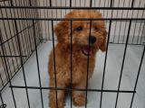3 Aylik Toy Poodle Di̇şi̇