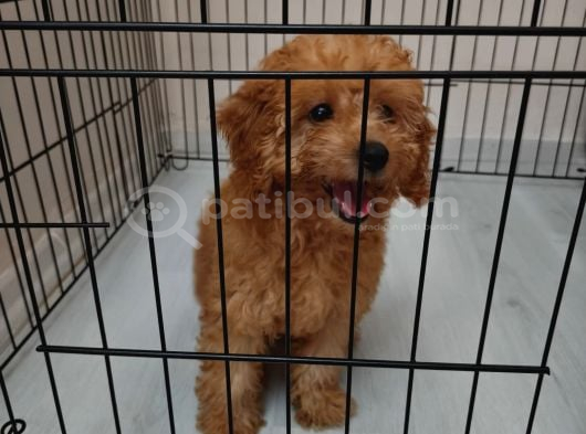3 Aylik Toy Poodle Di̇şi̇ görsel