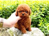 Orjinal Toy Poodle Erkek Dişi Red Ki̇f Scr Anne Babadan Yavru