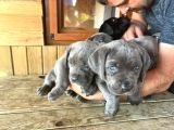 Cane Corsa Yavrular