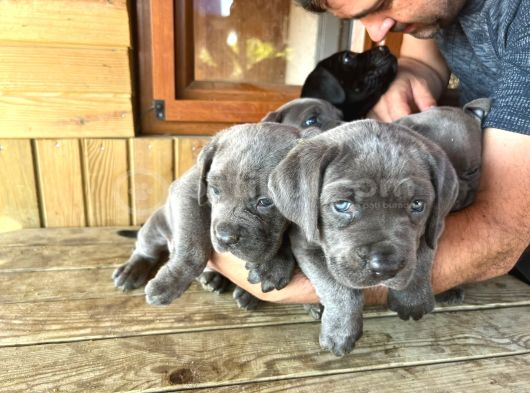 Cane Corsa Yavrular görsel