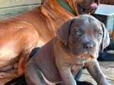 Cane Corsa Yavrular