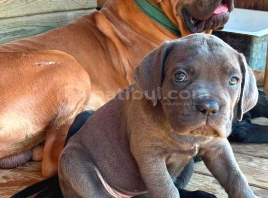 Cane Corsa Yavrular görsel
