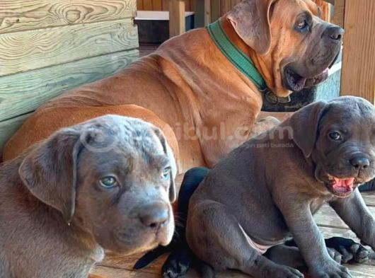 Cane Corsa Yavrular görsel