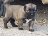 Orjinal Kangal Yavruları