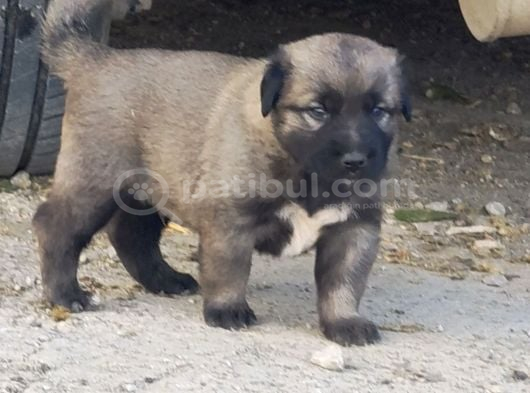Orjinal Kangal Yavruları görsel