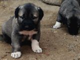 Orjinal Kangal Yavruları