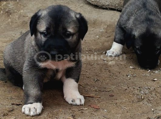 Orjinal Kangal Yavruları görsel