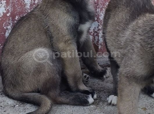 Orjinal Kangal Yavruları görsel