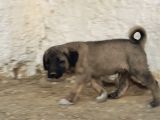 Orjinal Kangal Yavruları