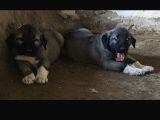 Orjinal Kangal Yavruları