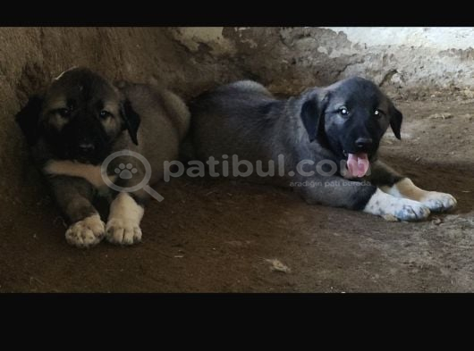 Orjinal Kangal Yavruları