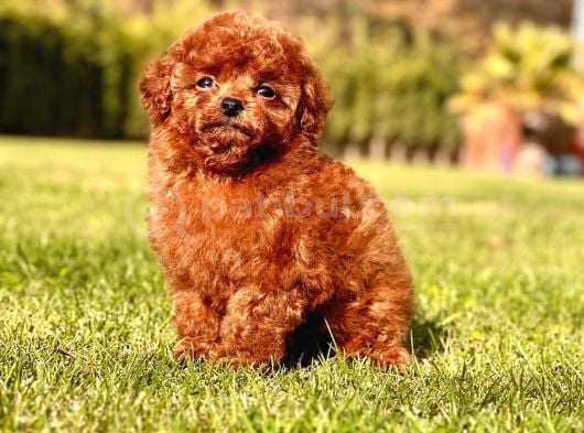 Tea Cup Red Brown Toy Poodle Yavruları görsel