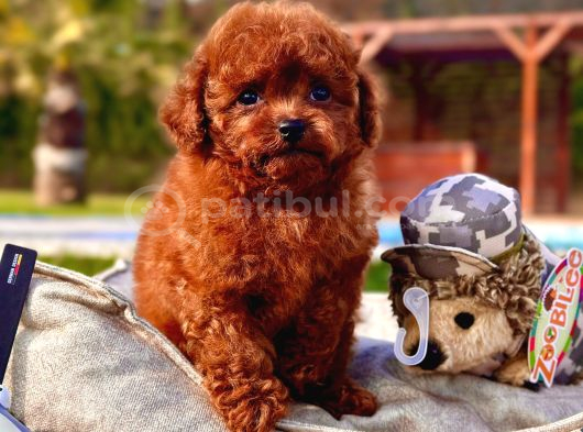Tea Cup Red Brown Toy Poodle Yavruları görsel