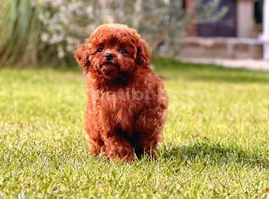 Tea Cup Red Brown Toy Poodle Yavruları görsel