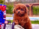 Tea Cup Red Brown Toy Poodle Yavruları